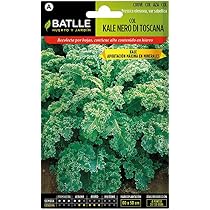 Semillas Hortícolas - Col Kale Nero di Toscana - Batlle: Amazon.es ...