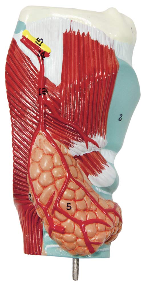 Axis Scientific 3/4 Life-Size Human Lung and Respiratory System Model - 7 Removable Parts Includes 2-Part Heart, Detachable Larynx, and Full Color Product Manual