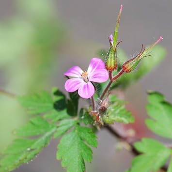 Geranium robertianum