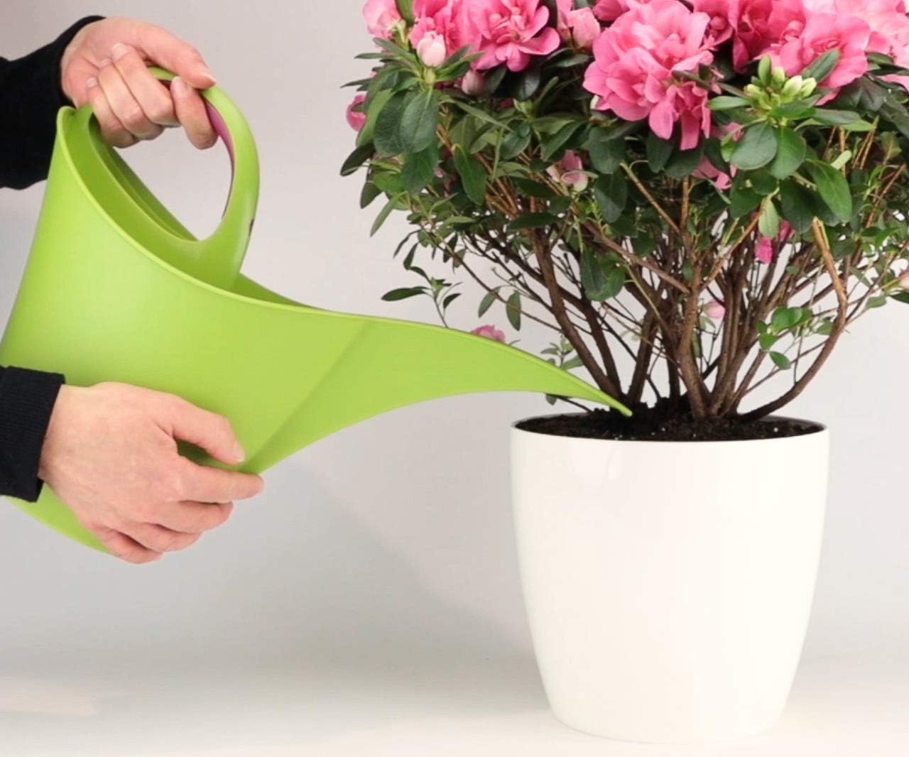 Nutrione Abono líquido Concentrado Plantas y Flores. Fertilizante ...