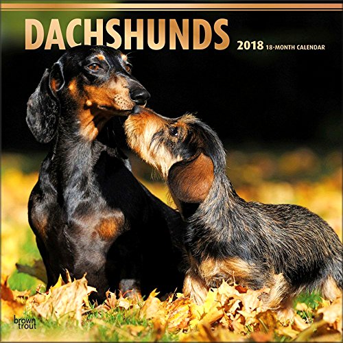 Dachshund calendar 2018 - deluxe wall calendar (12x12)