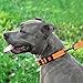 CollarDirect Reflective Dog Collar for a Small, Medium, Large Dog or Puppy with a Quick Release Buckle - Boy and Girl - Nylon Suitable for Swimming (18-26 Inch, Orange)