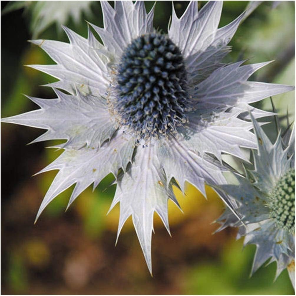 RP Seeds Eryngium giganteum Miss Willmott's Ghost (Sea Holly) - 25 Seeds
