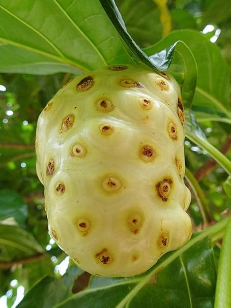 M-Tech Gardens Rare Indian Mulberry Noni Medicinal Fruit Seedling Live Plant