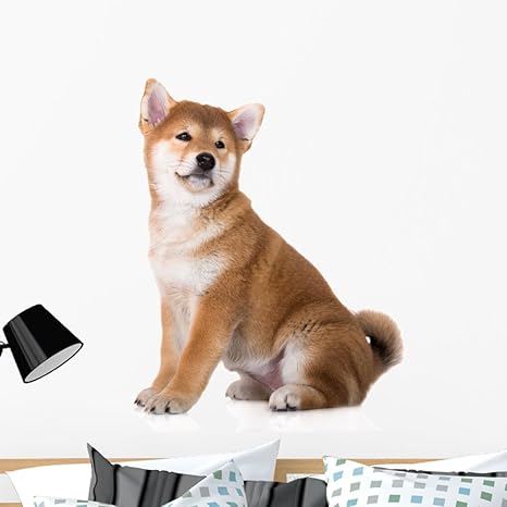 Amazoncom Wallmonkeys Adorable Red Shiba Inu Puppy Wall