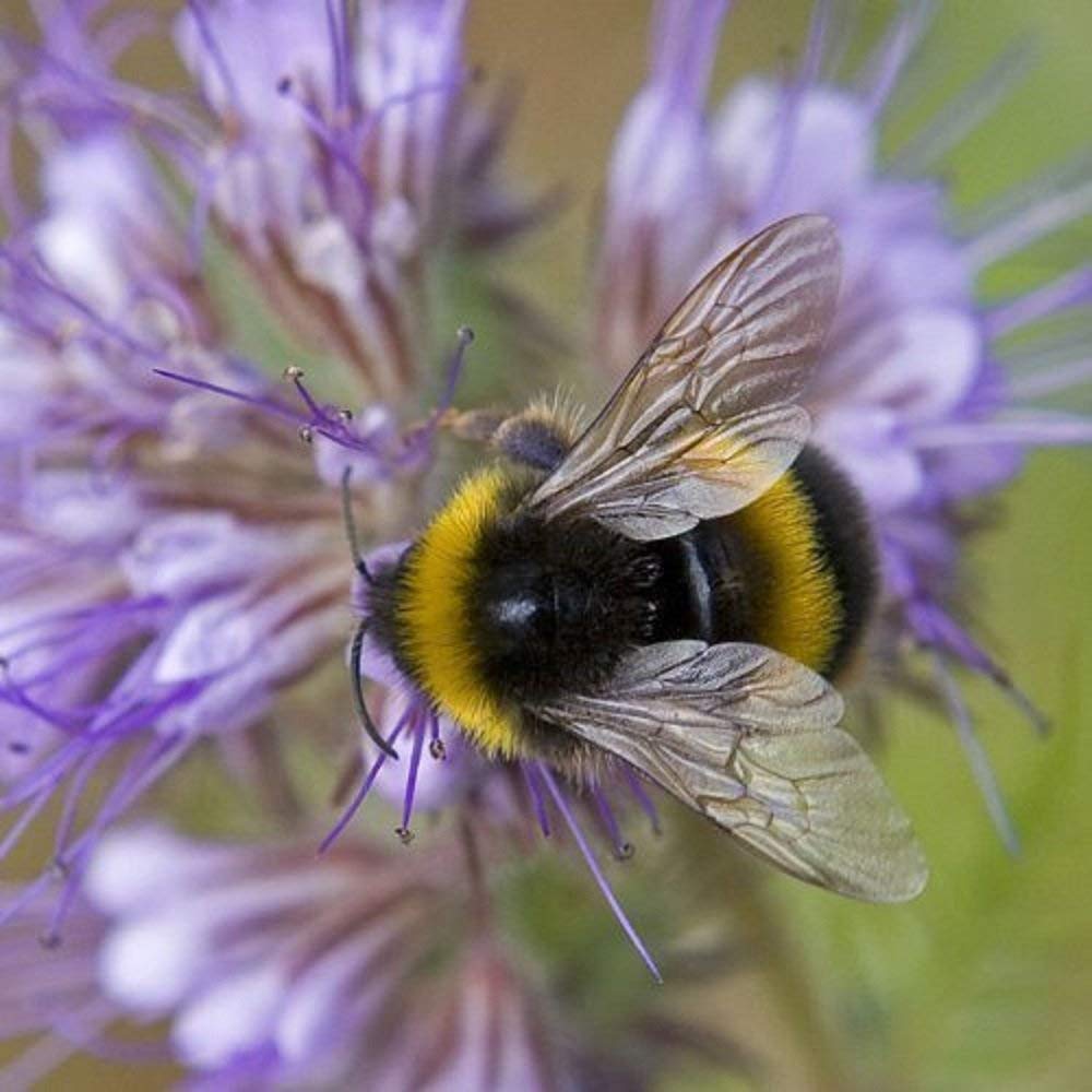 Greeting Sound Card By Really Wild Cards - Bumble Bee