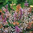 Outsidepride 100 Seeds Perennial Agastache Mexican Hyssop Fragrant Delight Flower Seed Mix for Planting