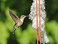 Amazon.com : Songbird Essentials SE7018 Hummer Helper Nesting Material ...