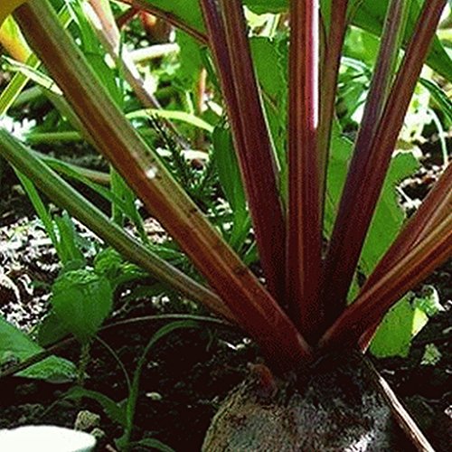 Everwilde Farms - 1 Oz Sugar Beet Beet Seeds - Gold Vault Everwilde Farms - 1 Oz Sugar Beet Beet Seeds - Gold Vault