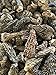 Dried Morel Mushrooms - Wild Harvest, 4oz