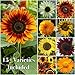 Seed Needs Bulk Package of 1,000+ Seeds, Sunflower Crazy Mixture 15+ Varieties (Helianthus annuus) Non-GMO Seeds primary