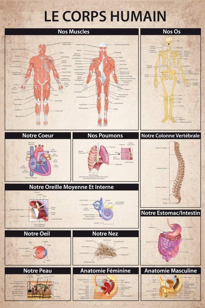 L Anatomie Du Corps Humain 24 Grandes Planches Illustrées