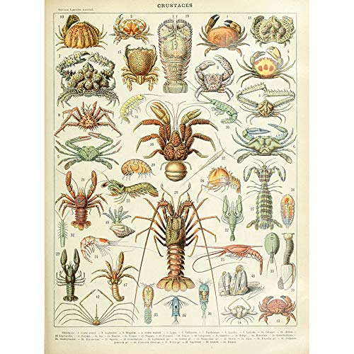Artery8 Millot Encyclopedia Page Crustaceans Lobster Art Print Canvas Premium Wall Decor Poster Mural