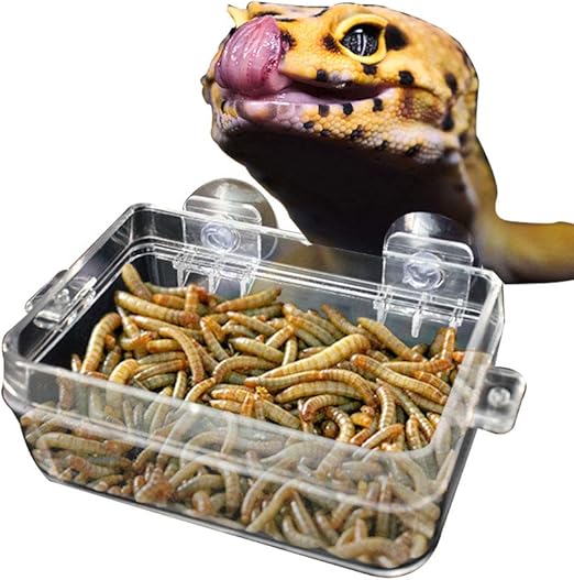 amazon reptile store