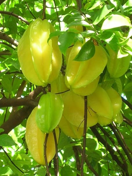 Creative Farmer Live Plant Carambola Star Fruit Kamrakh Healthy Fast Bearing Fruit/Birambi/Carambola Super Tasty Ornamental (1 Healthy Live Sweet Fruit Plant)