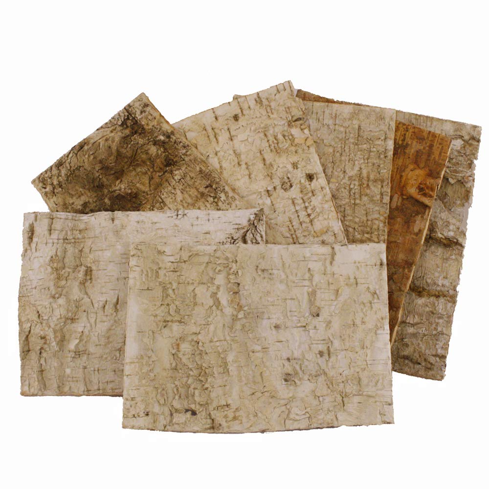 FloristryWarehouse Birch tree bark sheets (bundle of 7) 24 x 17cm (9.5 x 6.5 inch).