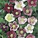 SUPER SALE Royal HeritageTM Lenten/Christmas Rose - Helleborus -Shade- Gallon Pot
