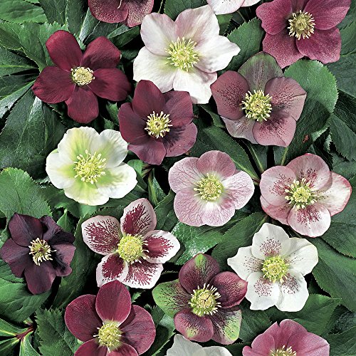SUPER SALE Royal Heritage™ Lenten/Christmas Rose - Helleborus -Shade- Gallon Pot