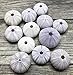 Nautical Crush Trading Sea Urchins Shells for Air Plants - 12 Purple (1.5-2.5