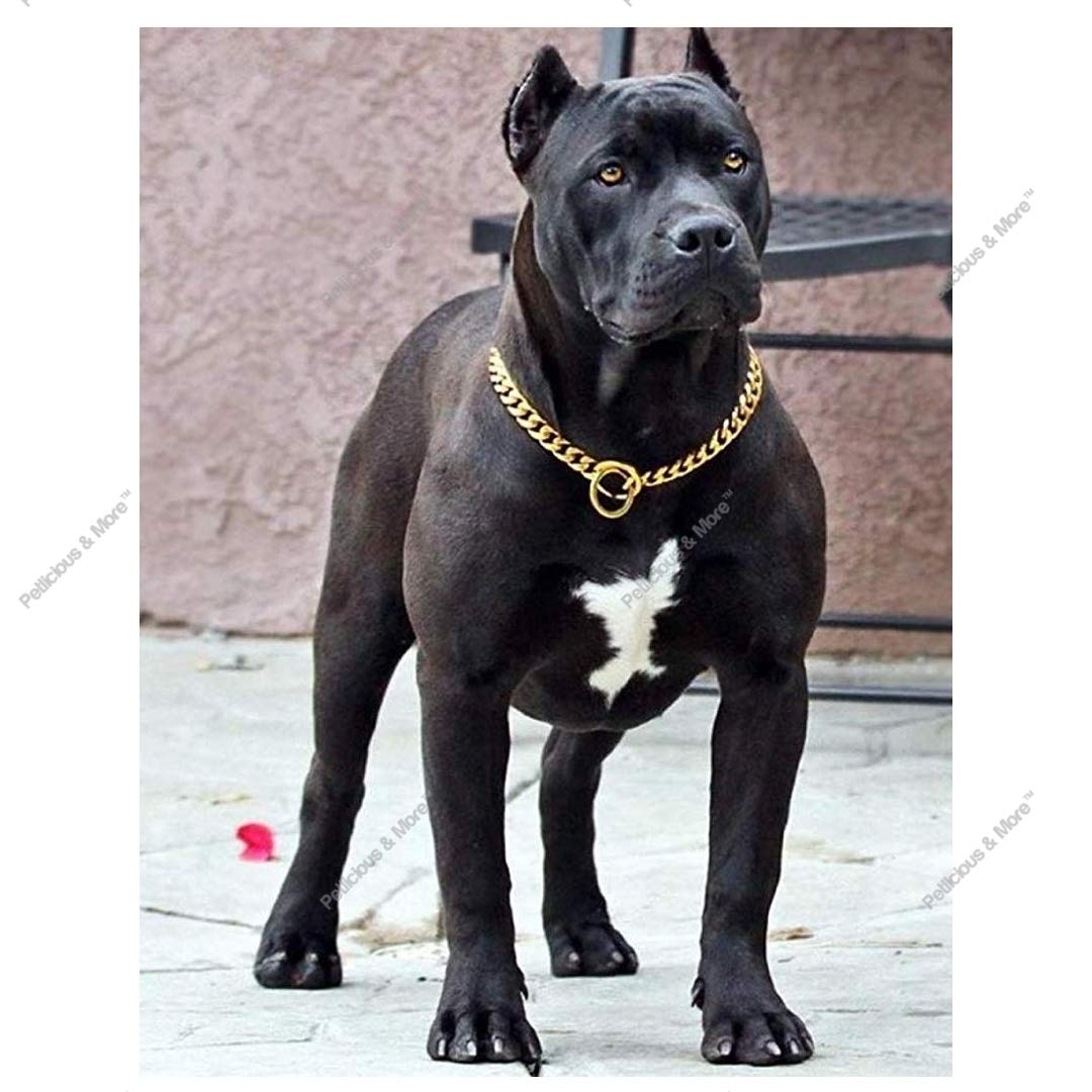 brass dog chain