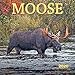 Moose 2020 12 x 12 Inch Monthly Square Wall Calendar by Wyman Publishing, Wildlife Animals Hunting by 