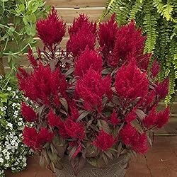 Park Seed Celosia Flower Plant Seeds, Easy to