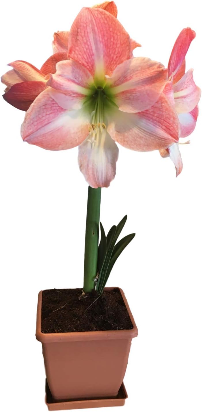 garden in a box kit boulder on Gardening Amaryllis Apple Blossom Holiday Gift Growing Kit Includes Big Apple Blossom Bulb And Professional Growing Medium Plastic Pot And Saucer Patio Lawn Garden