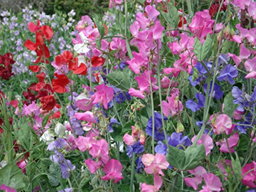 Sweet Pea-royal Mix (Lathyrus Odoratus) Old Fashioned Standard Large Frilly Blooms with Gorgeous Colors Fragrant and Abundant the Best Sweet Pea for Cut Flowers-approximately 50 Seeds