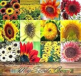 BIG PACK - SUNFLOWER Sunny Sun Flower CRAZY MIX (1,000+) flower Seeds - Non-GMO Seeds By MySeeds.Co