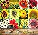 BIG PACK - SUNFLOWER Sunny Sun Flower CRAZY MIX (1,000+) flower Seeds - Non-GMO Seeds By MySeeds.Co