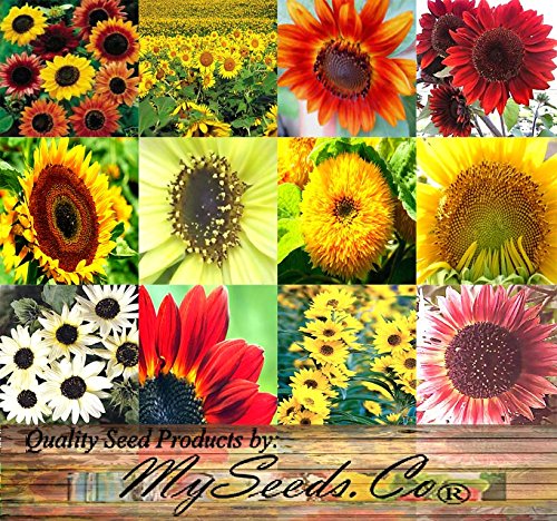 BIG PACK - SUNFLOWER Sunny Sun Flower CRAZY MIX (1,000+) flower Seeds - Non-GMO Seeds By MySeeds.Co BIG PACK - SUNFLOWER Sunny Sun Flower CRAZY MIX (1,000+) flower Seeds - Non-GMO Seeds By MySeeds.Co