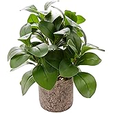 Ewtogift Indoor Faux Ficus Plant 13.5 inch Artificial Greenery in Rustic Cement Planter Realistic Dark Green Leaves with Textured Pot Maintenance-Free Small Fake Plant for Home Office Decor