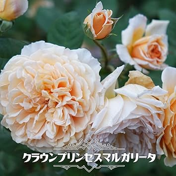 Amazon バラ苗 クラウンプリンセスマルガリータ Er 大輪 イングリッシュローズ 輸入苗 6号ポット 大苗 オレンジ色 強香 強健 花