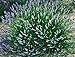 'Provence' French Lavender - Potted - Very Fragrant - Qt Pot -Indoors/Out