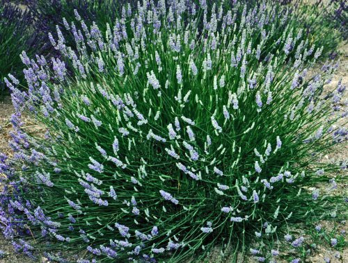 Findlavender - Provence French Lavender - Potted - Very Fragrant - 4 Findlavender - Provence French Lavender - Potted - Very Fragrant - 4