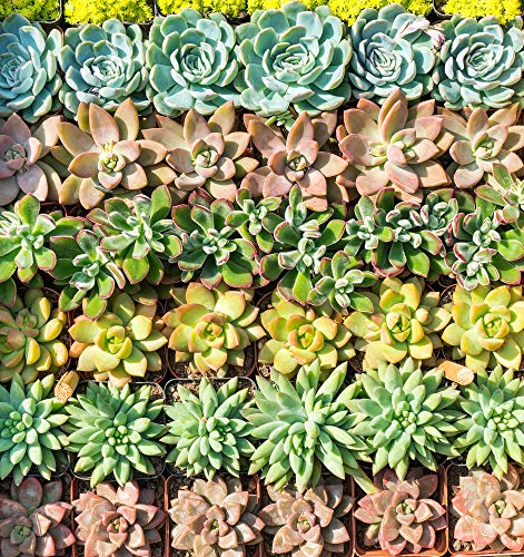 Real Live Succulent Plants (5 Pack), Fully Rooted in Planter Pots with Soil - Unique Indoor Cactus Decor by The Succulent Cult