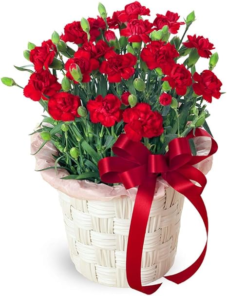 Amazon 母の日ギフト カーネーション鉢 赤 Mt01az 花キューピット 女性 お母さん ママ 母 祖母 誕生日 プレゼント カーネーション 花束 オンライン通販