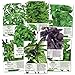 Basil Seed Packet Collection (8 Individual Seed Packets) Non-GMO Seeds by Seed Needs primary