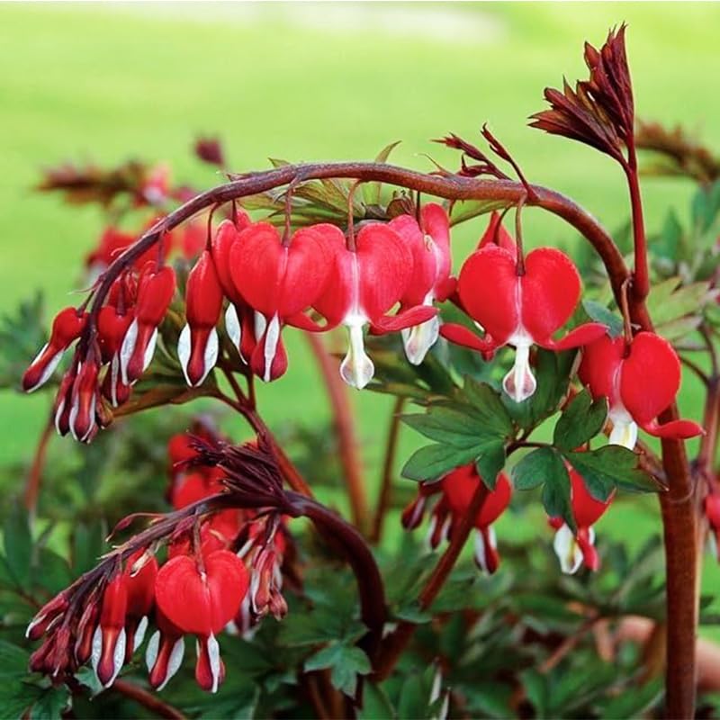90+ Mix Rare Bleeding Heart Seeds for Planting - Non-GMO Heirloom Flowers, Shade Garden, USDA Zones 3-9