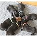 Eeejumpe Adjustable Puppy ID Bands Collars 12 Colors