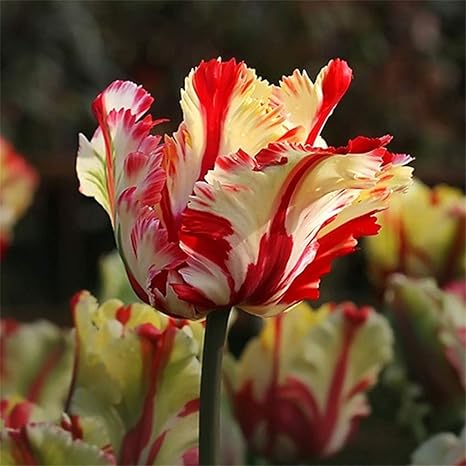 Amazon チューリップ 球根 5種類の魔法レア レアでレア ゴージャス ミツバチの蝶を引き付ける 花の球根 庭園 2 10球根 花