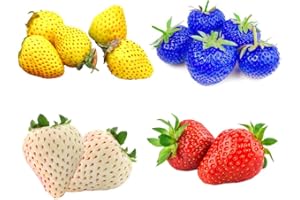 GMBTHO Mix Strawberry Seeds for Planting Climbing Strawberry Heirloom Non-GMO Everbearing Fruit Sweet and Delicious 100+ Red 100+ Yellow 100+ Blue 100+ White Fragaria × ananassa
