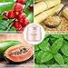 Aprilis Cherry Teeth Whitening Powder, Natural & Organic, Rich in Vitamin C, Non-Abrasive and Safe on Enamel, 1 oz