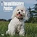 2017 Monthly Wall Calendar - Toy and Miniature Poodles