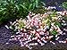 10 Crystal Red Shrimp Caridina Live Freshwater Aquarium Shrimp - by Aquarium Creation