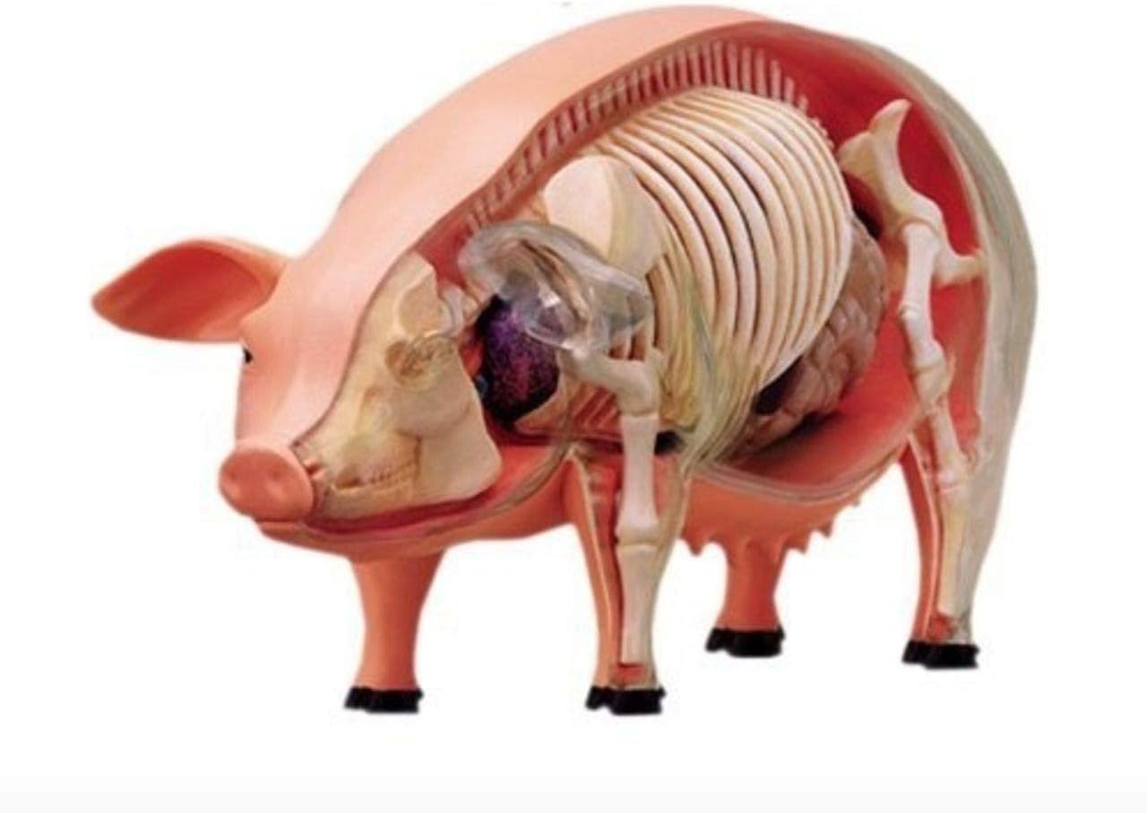 TEDCO 4D 26102 Vision Pig Anatomy Model, One Color