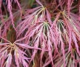 Bamboo-Leaf Japanese Maple 5 Seeds - RARE