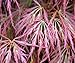 Bamboo-Leaf Japanese Maple 5 Seeds - RARE
