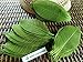 NAVA CHIANGMAI Rubber Tree Leaves - Pack of 100 Skeleton Leaves Decorative DIY Craft, Artificial Leaves Craft Card Scrapbook DIY Handmade Embellishment Decoration Art (Green)
