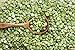 Hunza Organic Green Split Peas (5 lbs)